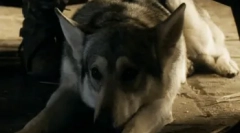 Katera pasma psov je bila posneta v igri prestolov